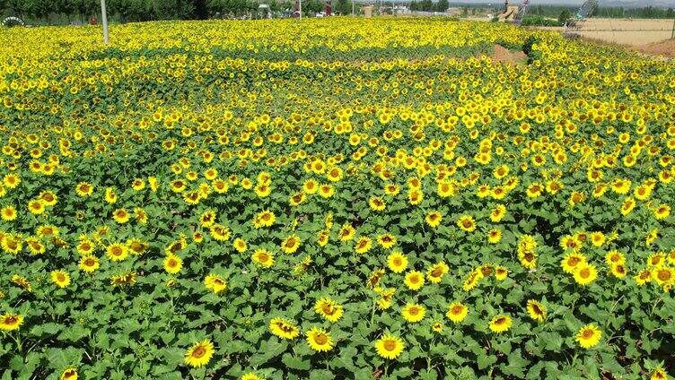 向日葵 向阳花 太阳花 小清新 葵花地 