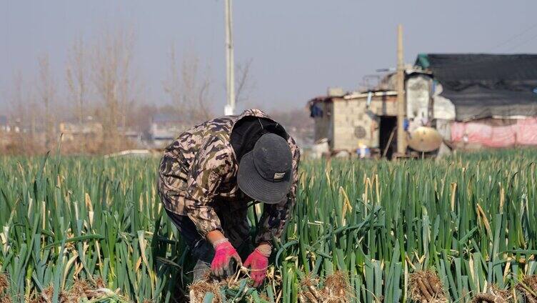 大葱 农业 丰收 葱 田地 