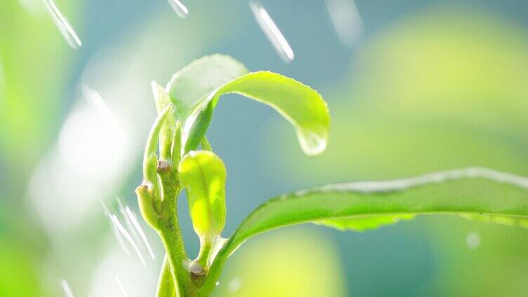 茶叶广告 茶叶 茶树 特写 阳光 雨水