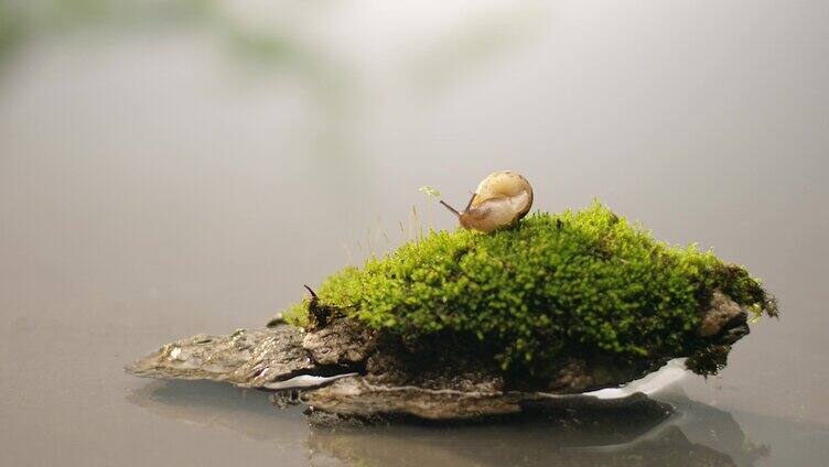 湖面 小溪 苔藓 蜗牛