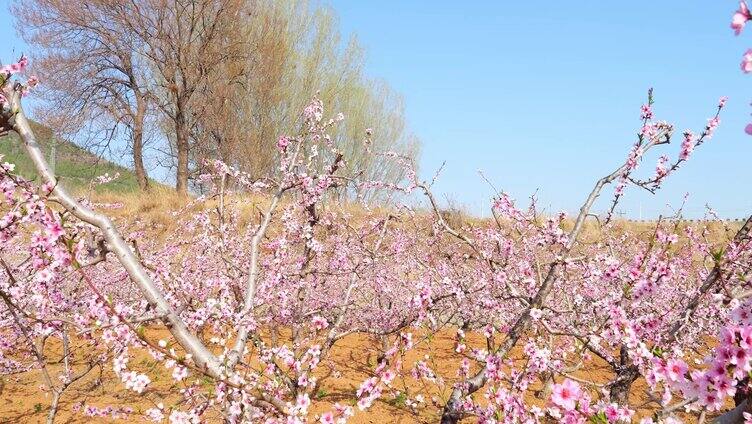 开花 花朵 春暖花开 春天桃花 粉色 花