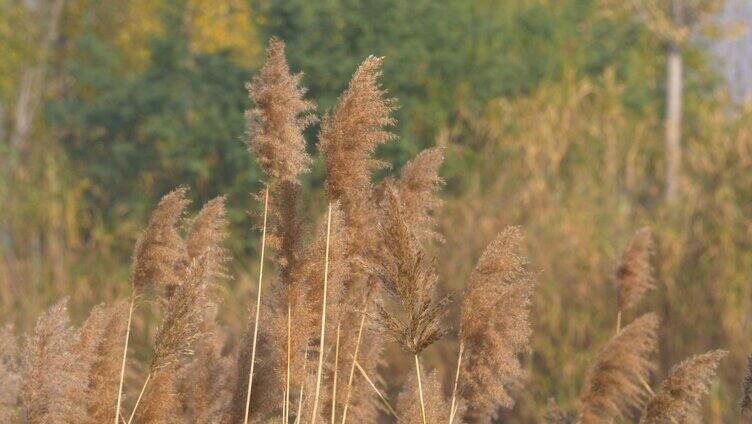 芦苇 冬季 自然空镜 芦苇风吹 芦苇 芦