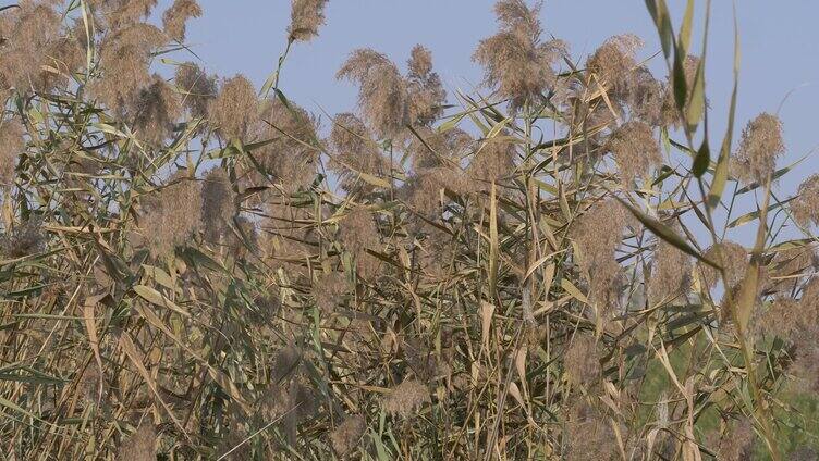 芦苇秋天 芦苇花 芦苇荡 唯美秋冬 景色