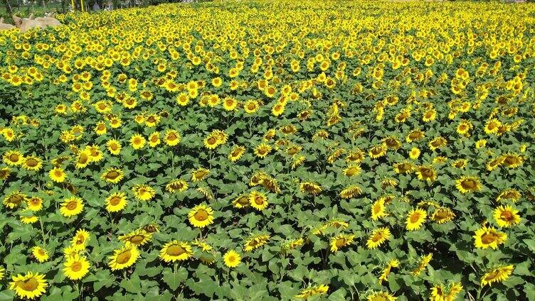 向日葵 向阳花 太阳花 小清新 葵花地 