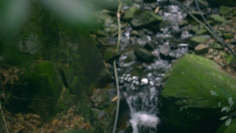 大自然 树叶 山野 小溪 