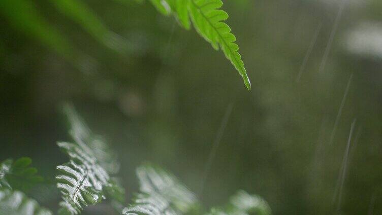 山间 下雨 蕨叶3