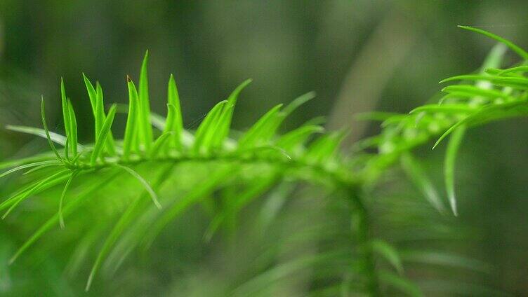 大自然  春天  夏天 植物 绿色 13