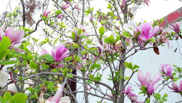 玉兰花 白玉兰 白花 春意盎然 花 