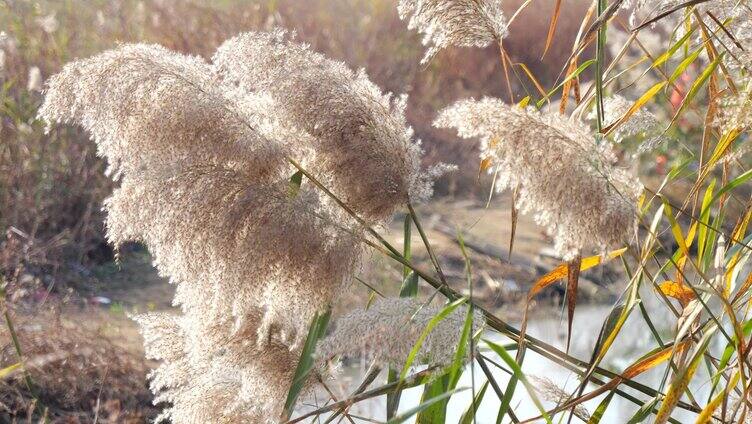 芦苇秋天 芦苇花 芦苇荡 唯美秋冬 景色