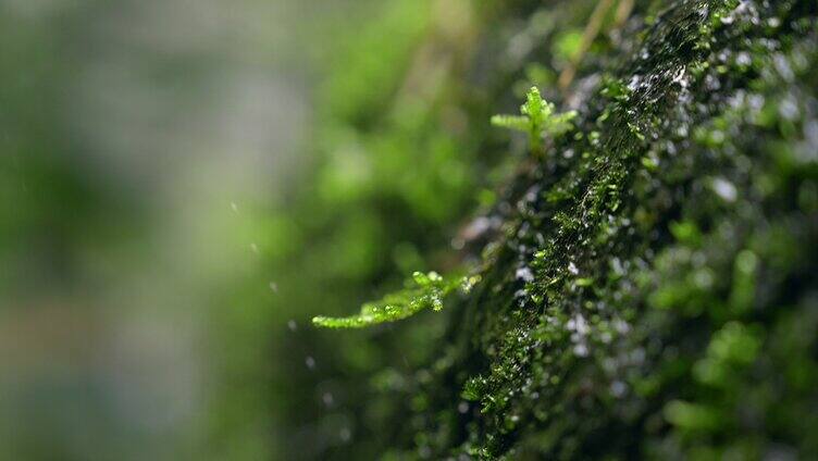 大自然 山野 细雨 苔藓 