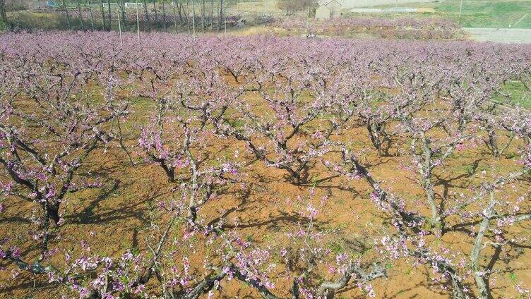 航拍桃花 桃林 桃园 桃花节 十里桃花 