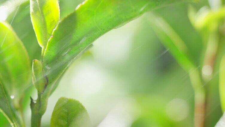 茶叶 茶树 特写 阳光 雨水6