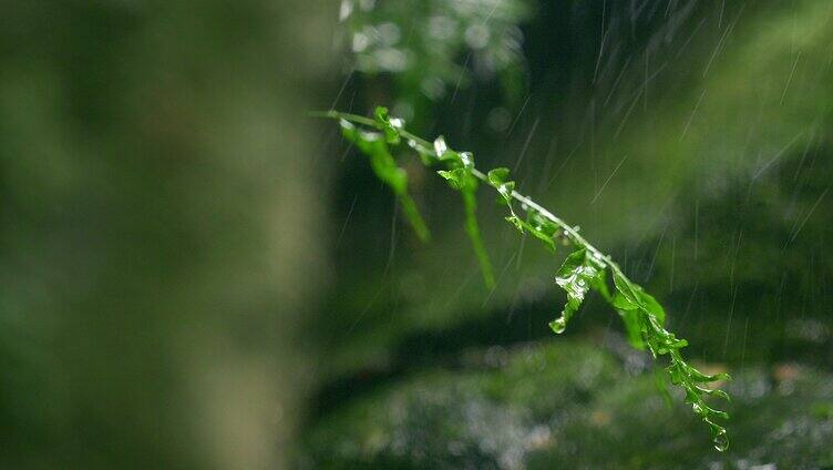 大自然  细雨 小树苗 雨滴 4