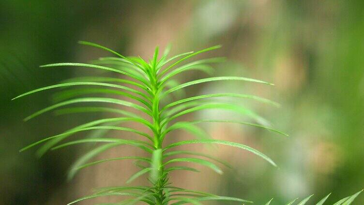 大自然  春天  夏天 植物 绿色 14