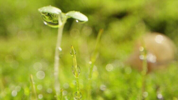 夏日 草地 蜗牛 阳光 下雨 露珠 