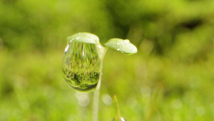 夏日 草地 阳光 露珠 3