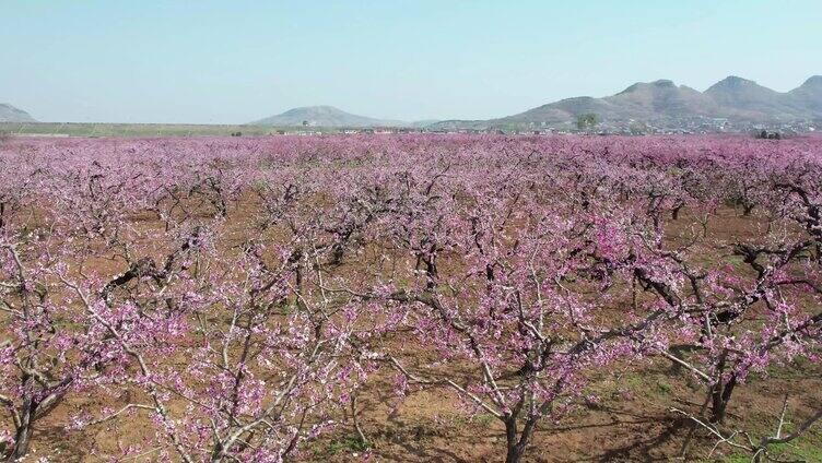 桃花 桃花林 桃花树 桃花源 花朵 桃花