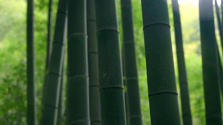 大自然  春天  夏天 竹林 绿色