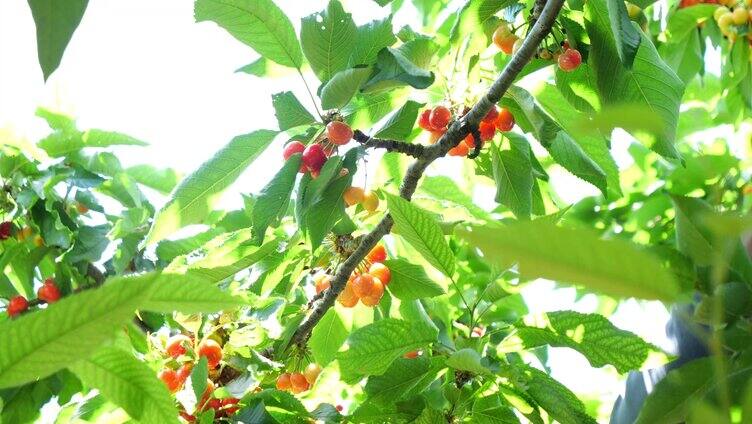 摘樱桃 樱桃 农场 三农 樱桃种植基地 