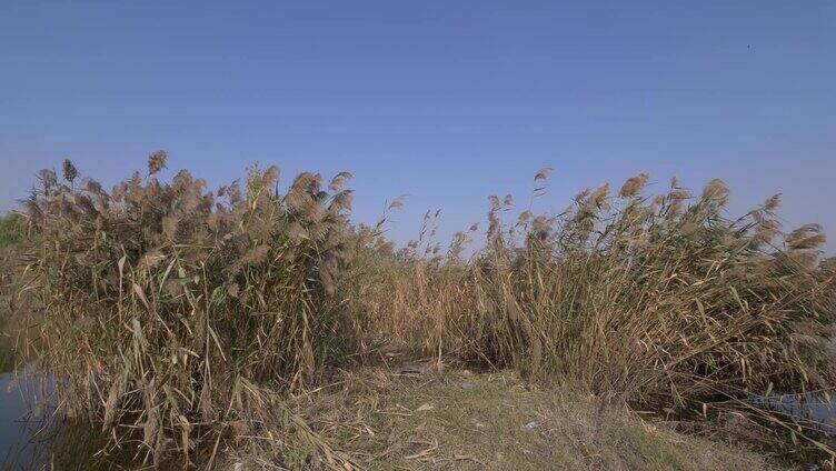 芦苇秋天 芦苇花 芦苇荡 唯美秋冬 景色