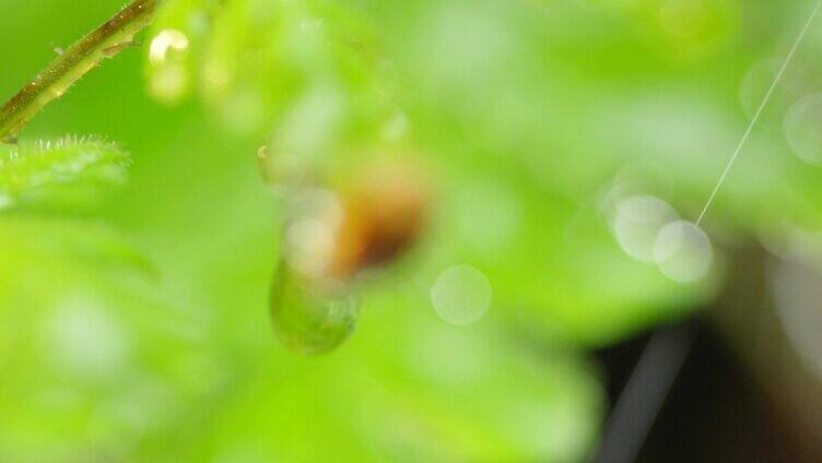 微距 瓢虫 雨过天晴 薰衣草叶14