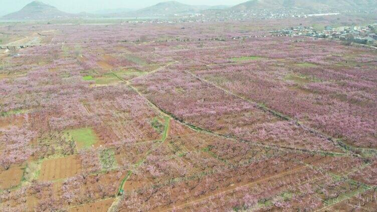 航拍桃花 桃林 桃园 桃花节 十里桃花 