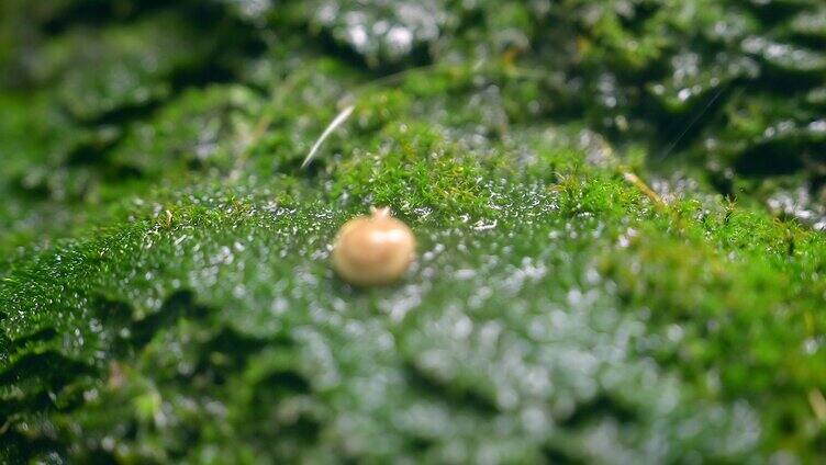 大自然  春天  夏天  苔藓 蜗牛