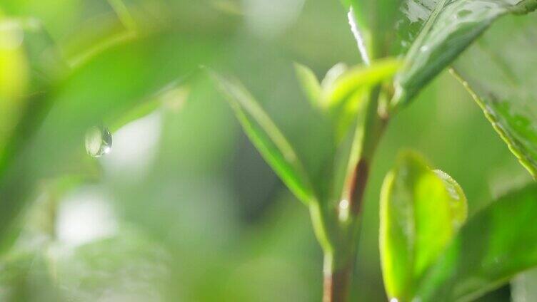 茶叶 茶树 特写 阳光 雨水8