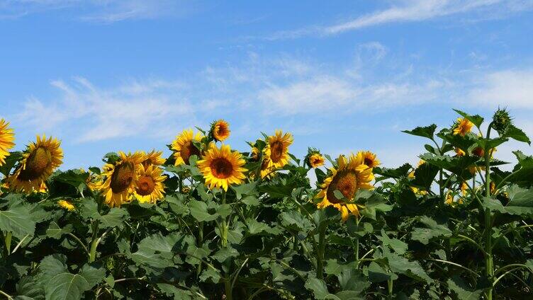 向日葵 向阳花 太阳花 小清新 葵花地 