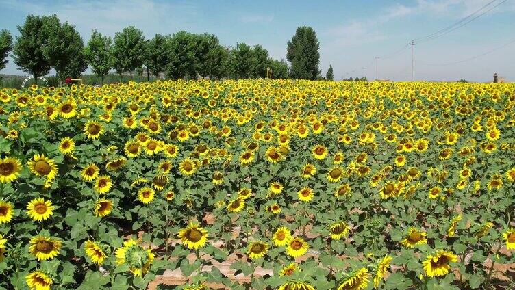 向日葵 向阳花 太阳花 小清新 葵花地 