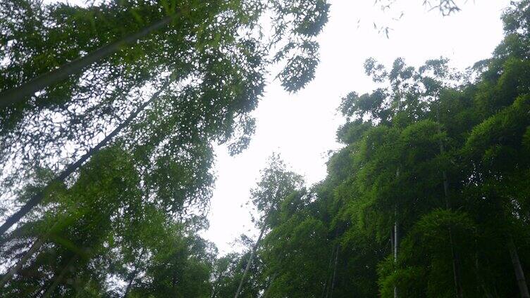 抬头看竹林 天空