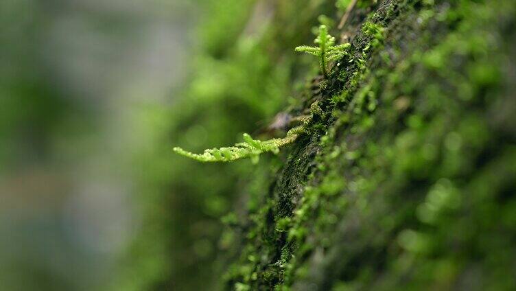 大自然 山野 细雨 苔藓 13