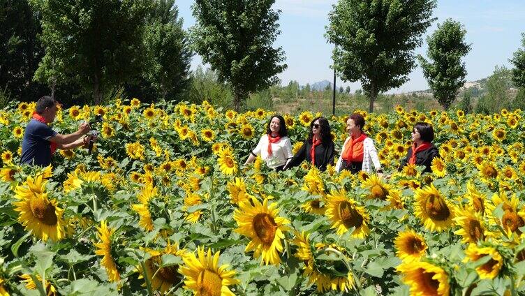 向日葵 向阳花 太阳花 小清新 葵花地 