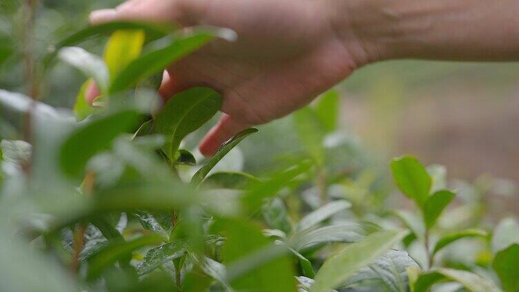 茶园 手抚摸茶树 茶叶广告