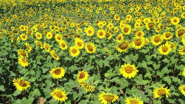 向日葵 向阳花 太阳花 小清新 葵花地 