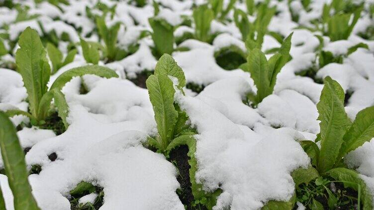 山乡瑞雪青瓦房屋顶菜园蔬菜白雪覆盖