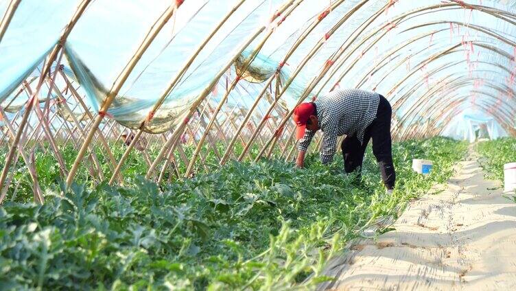 西瓜大棚 西瓜丰收 大西瓜 甜西瓜 种西