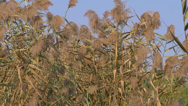 芦苇 冬季 自然空镜 芦苇风吹 芦苇 芦