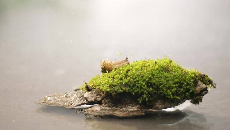 湖面 小溪 苔藓 蜗牛3