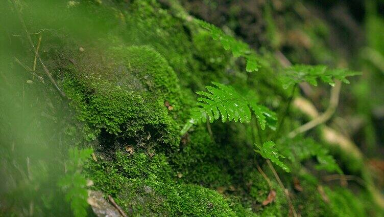 大自然  春天 山林 树叶 苔藓