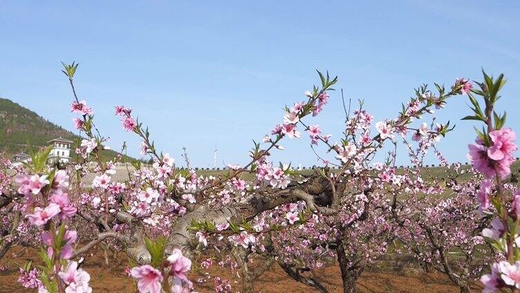 桃花 桃花林 桃花树 桃花源 花朵 桃花