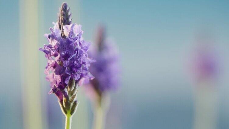 薰衣草花蕊特写