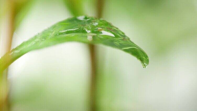 茶叶广告 茶叶 特写 下雨水滴