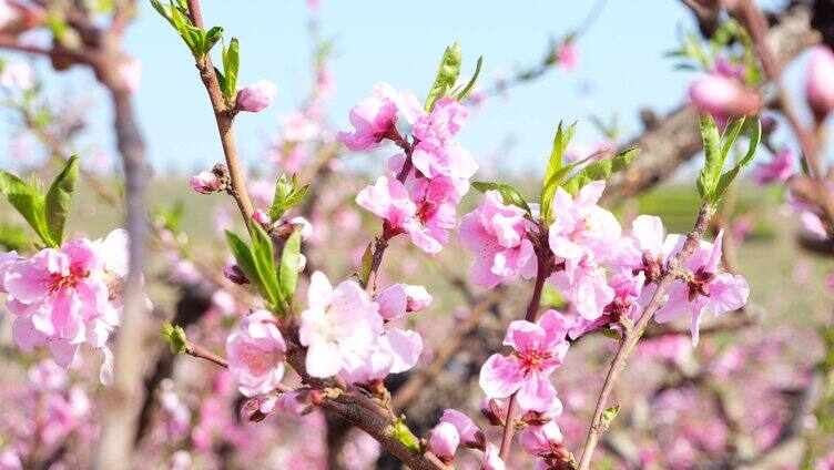 开花 花朵 春暖花开 春天桃花 粉色 花