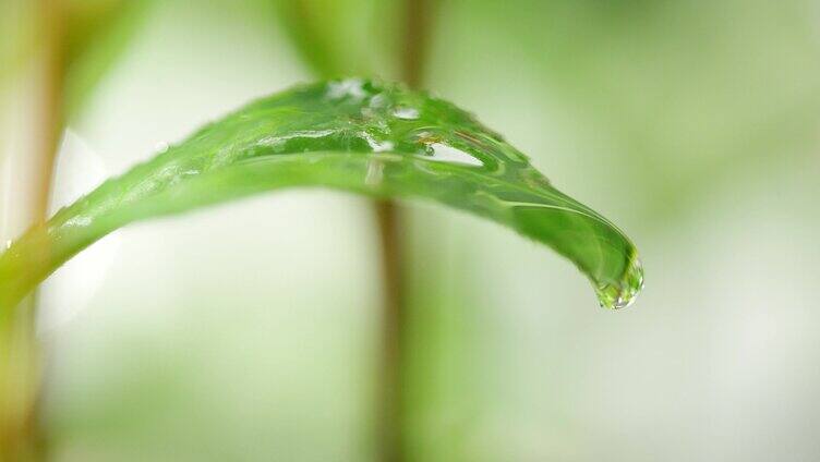 茶叶广告 茶叶 特写 下雨水滴2