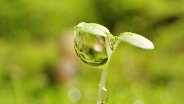 夏日 草地 蜗牛 阳光 露珠5