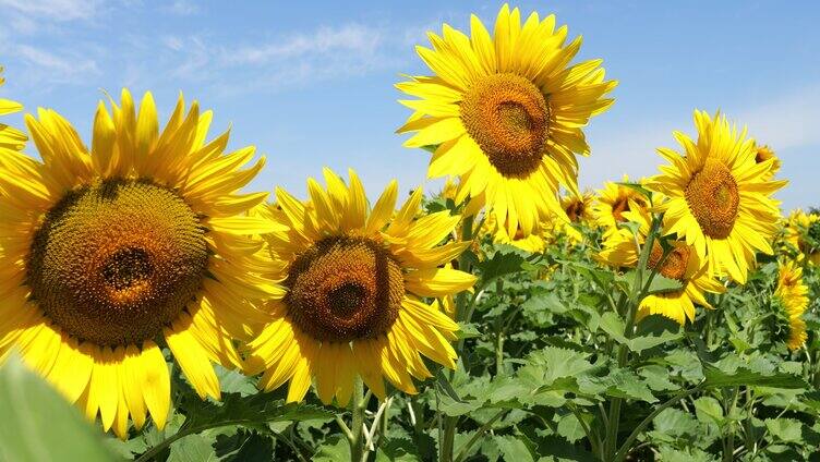 向日葵 向阳花 太阳花 小清新 葵花地 