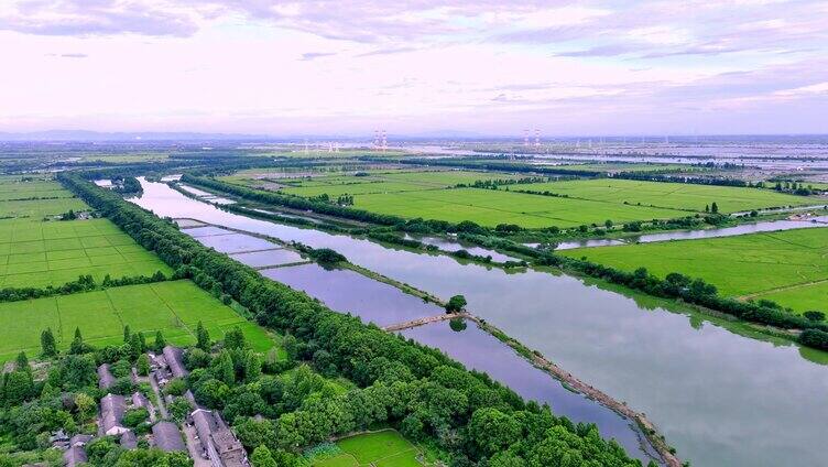 鄱阳湖鲤鱼洲十里香樟路