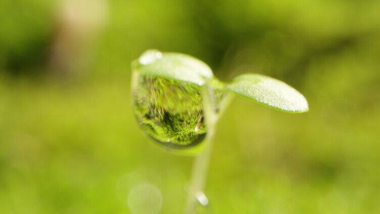 夏日 草地 蜗牛 阳光 露珠