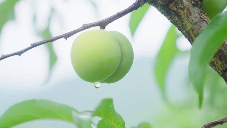 蔬果 种植丰收画面素材